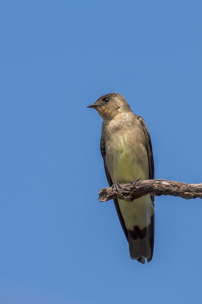 Southern Rough-winged Swallow - ML609309595