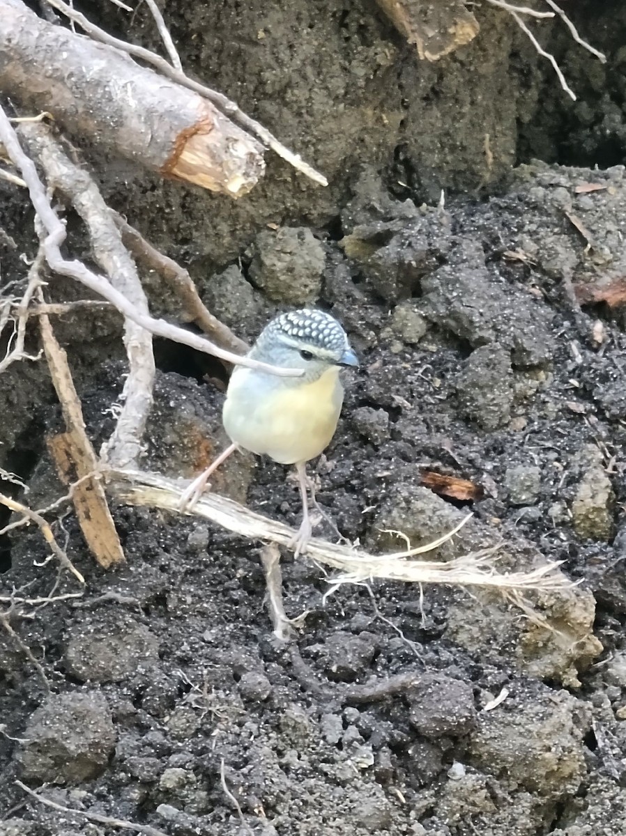 Spotted Pardalote - ML609310334
