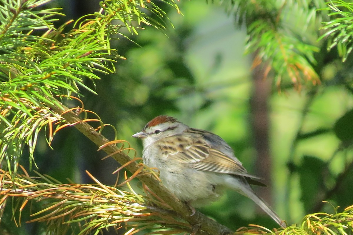 Chipping Sparrow - ML609310560