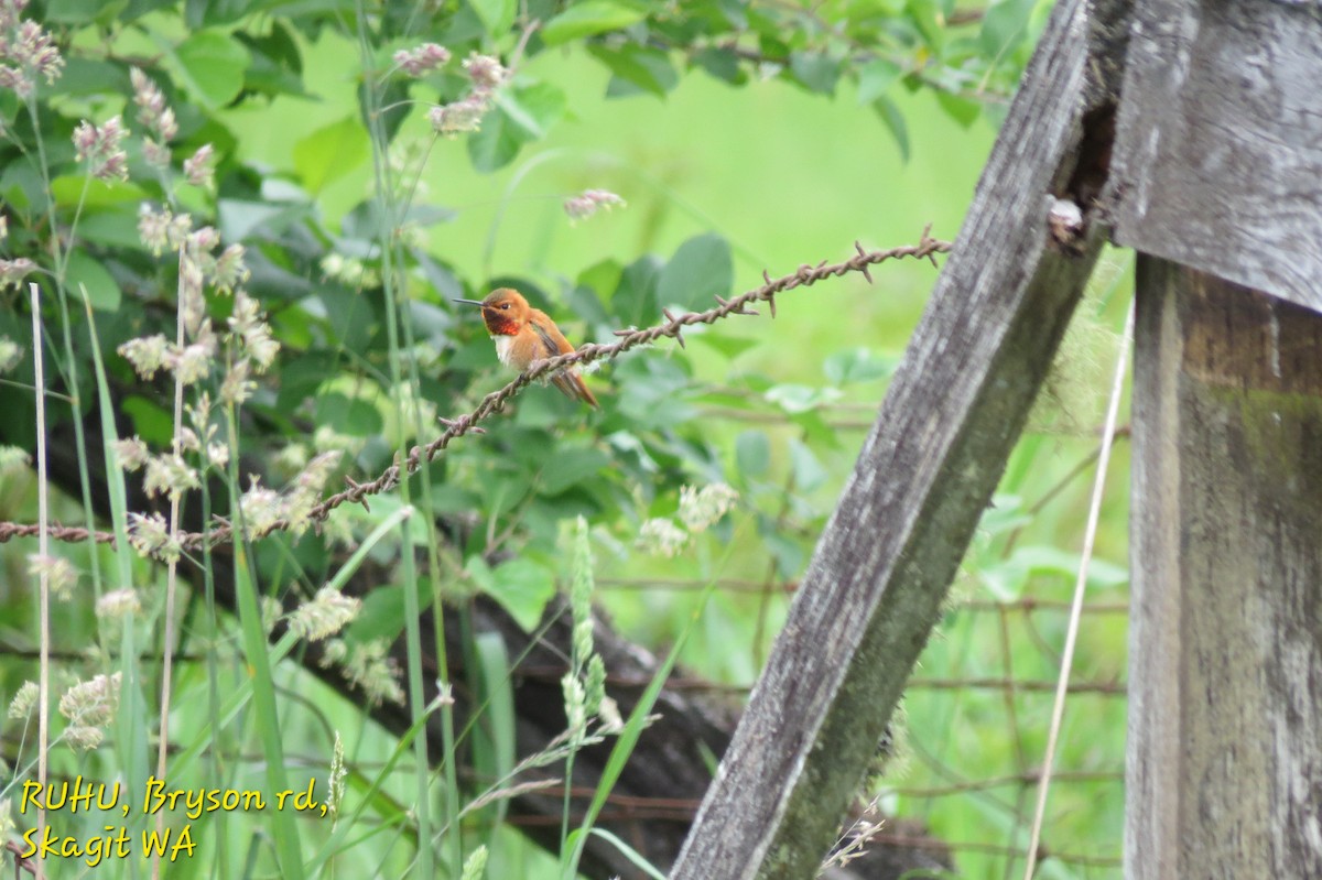 Rufous Hummingbird - ML609310648