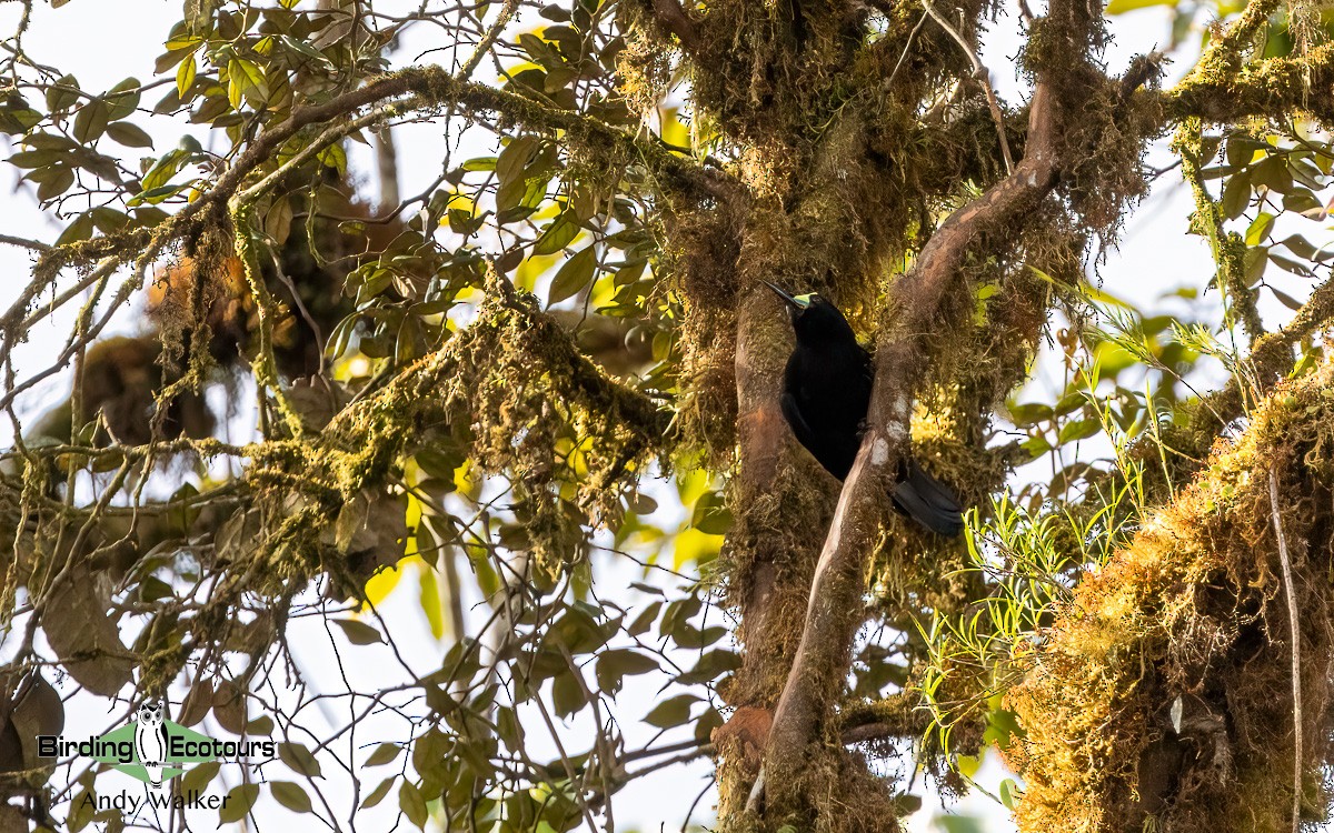 Short-tailed Paradigalla - Andy Walker - Birding Ecotours