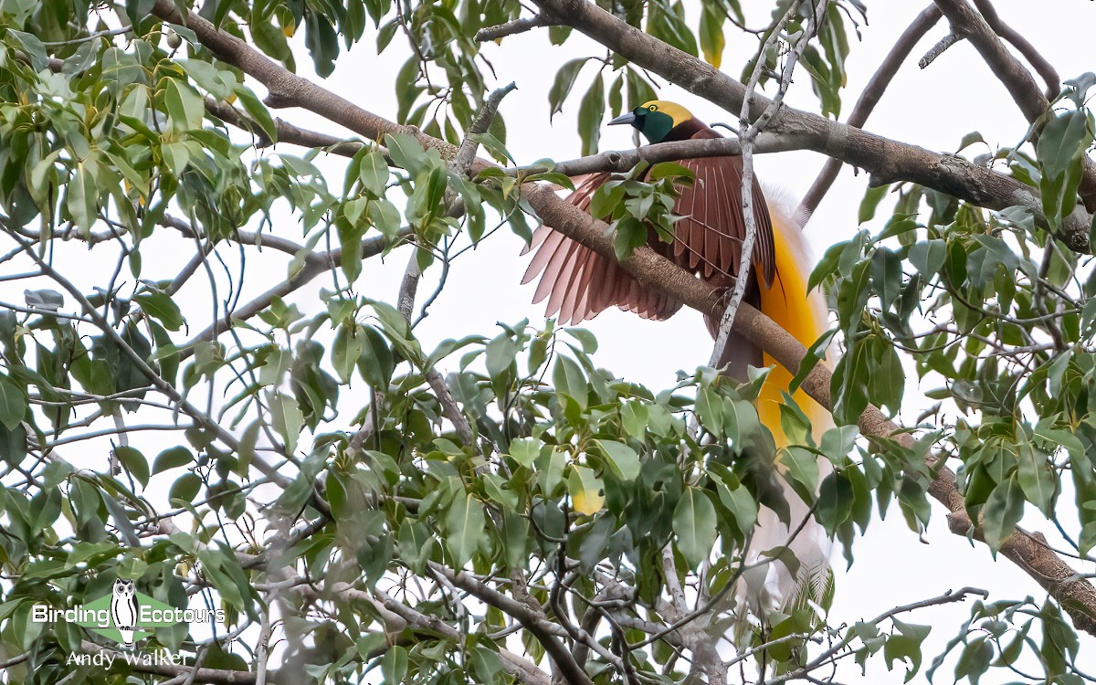 Greater Bird-of-Paradise - Andy Walker - Birding Ecotours