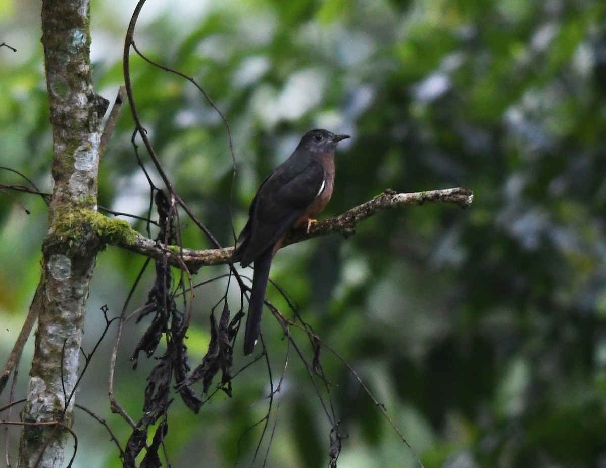 Brush Cuckoo (Sulawesi) - ML609311143