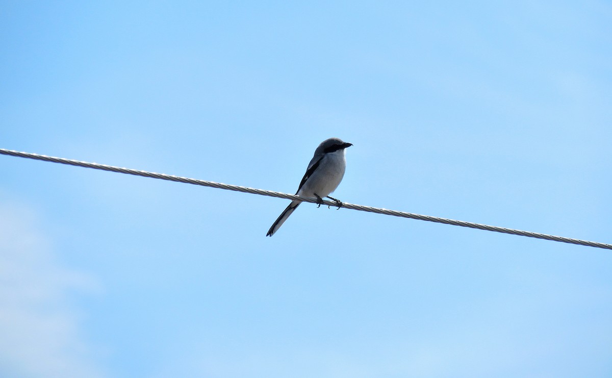 Loggerhead Shrike - ML609311146