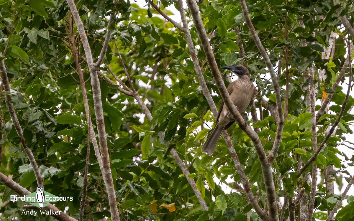 Helmeted Friarbird (New Guinea) - ML609311149