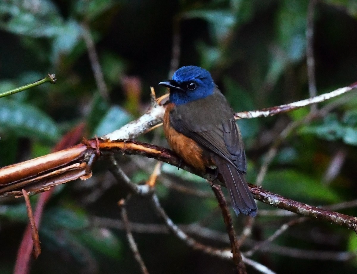 Blue-fronted Flycatcher - ML609311154