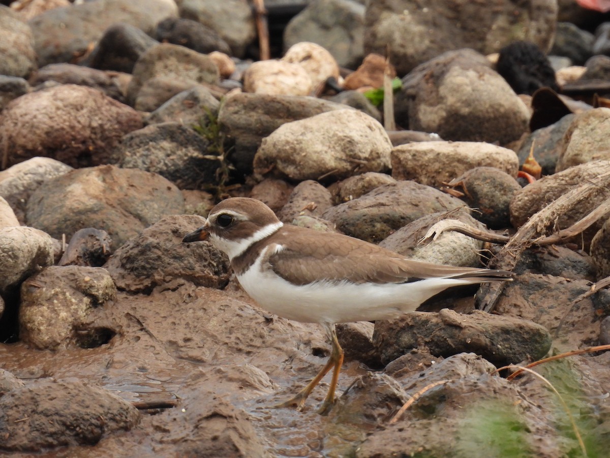 Semipalmated Plover - ML609311204