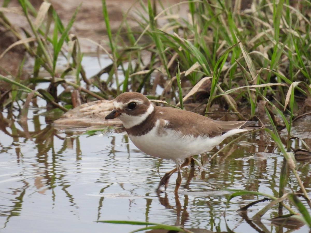 Semipalmated Plover - ML609311205
