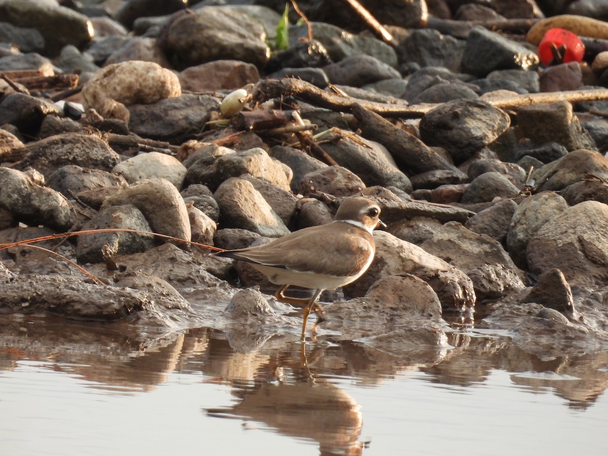 Semipalmated Plover - ML609311206