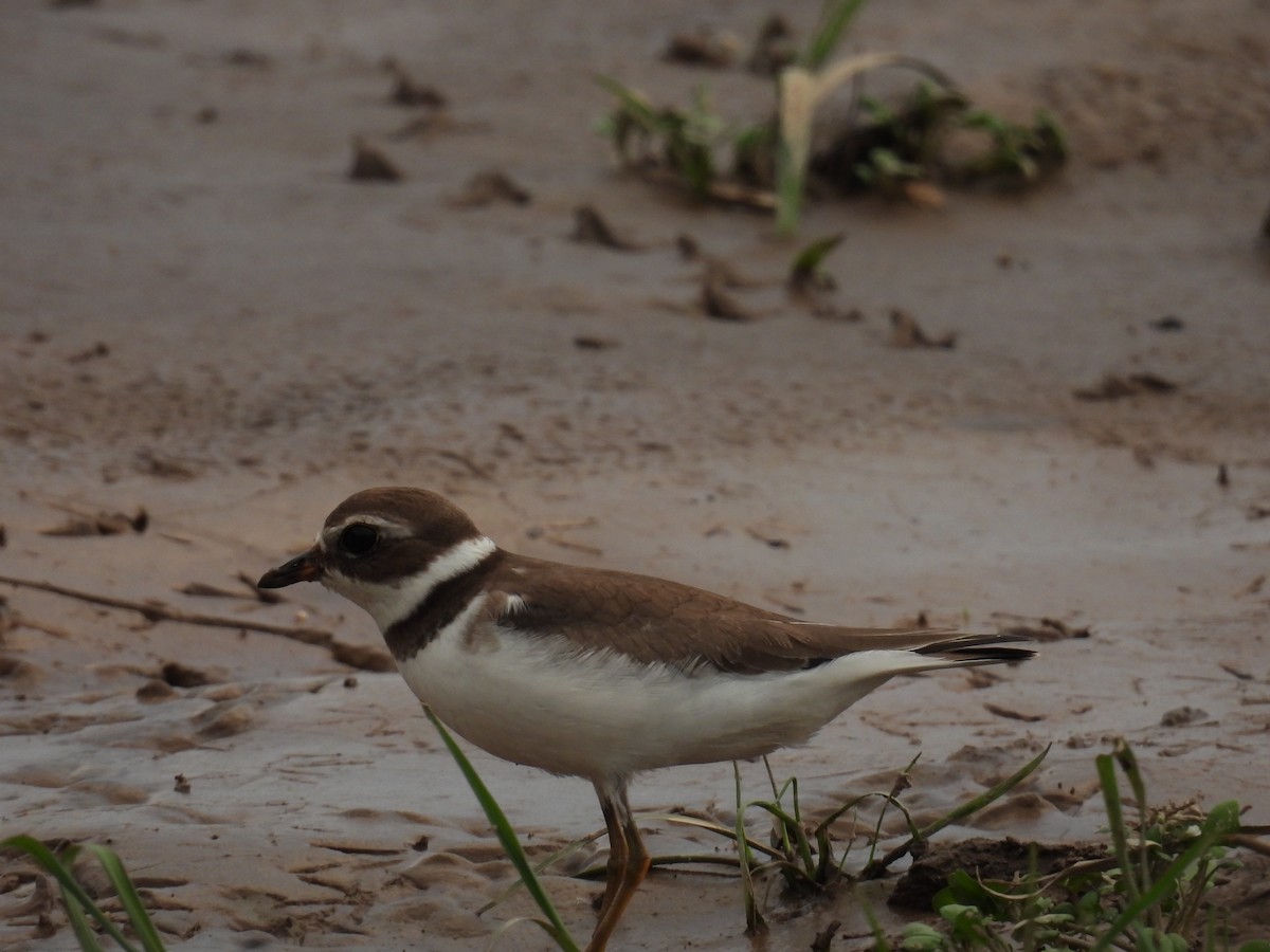 Semipalmated Plover - ML609311207