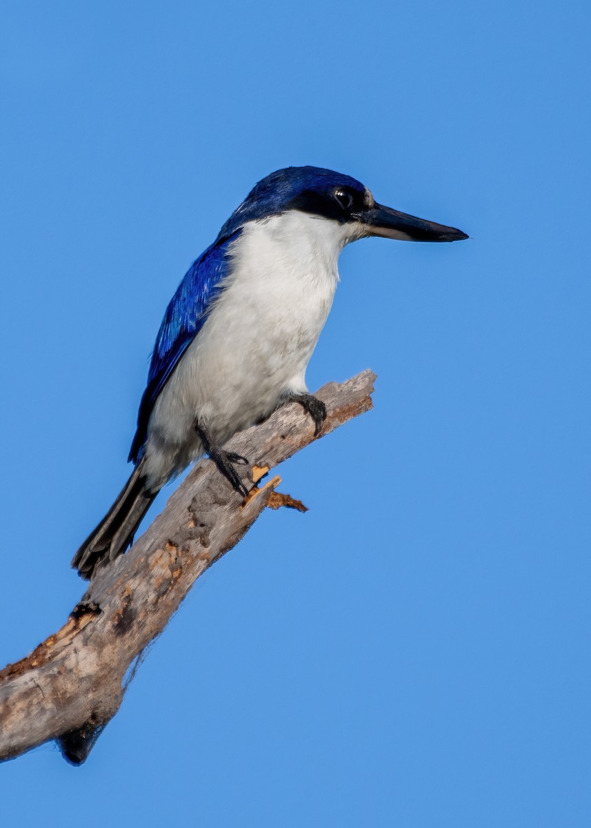 Forest Kingfisher - ML609311542