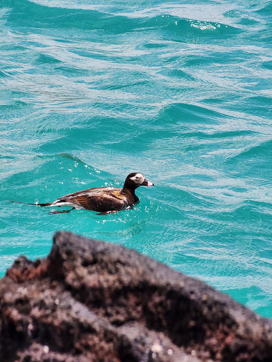 Long-tailed Duck - ML609311867