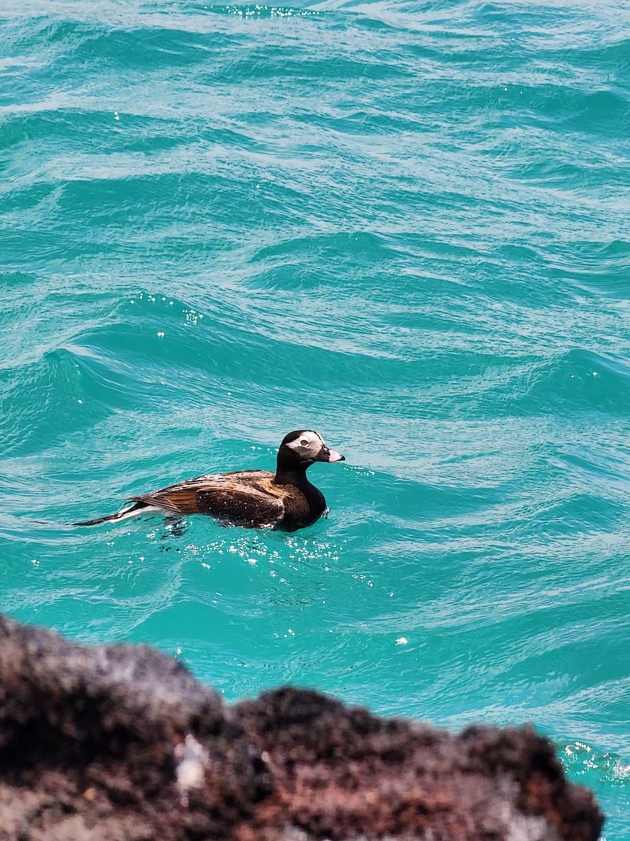 Long-tailed Duck - ML609311869