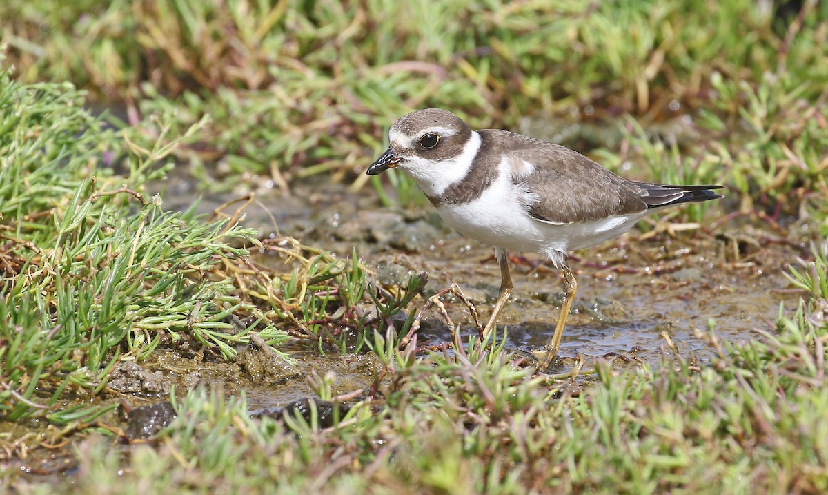 Semipalmated Plover - ML609311887