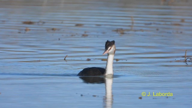 Great Crested Grebe - ML609312007