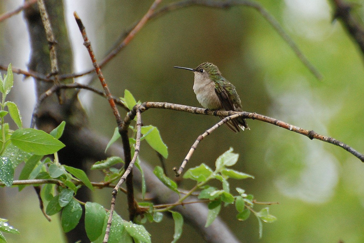 Ruby-throated Hummingbird - ML609312282