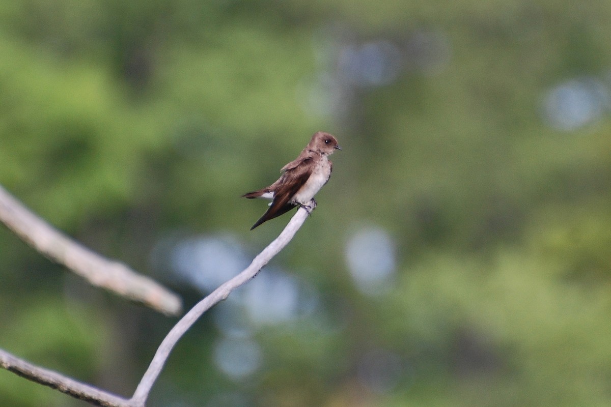 Northern Rough-winged Swallow - ML609312290