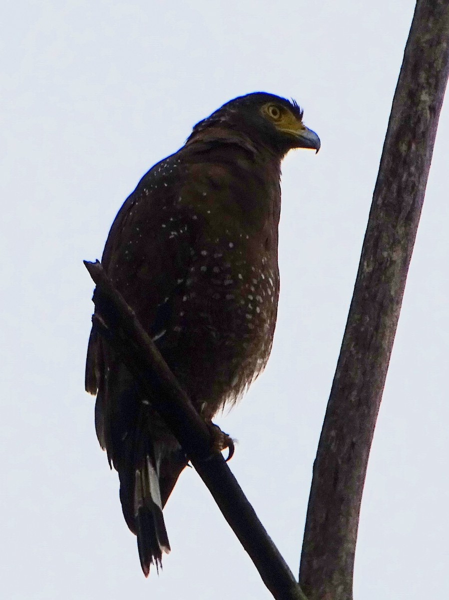 Crested Serpent-Eagle - ML609312334