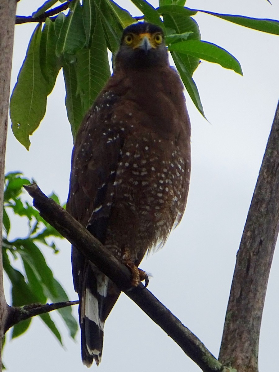 Crested Serpent-Eagle - ML609312335