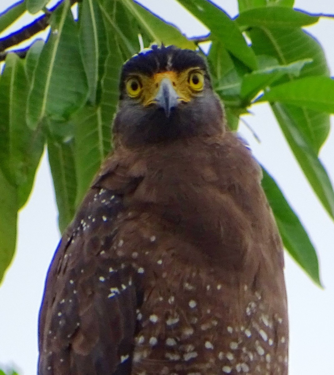 Crested Serpent-Eagle - ML609312336