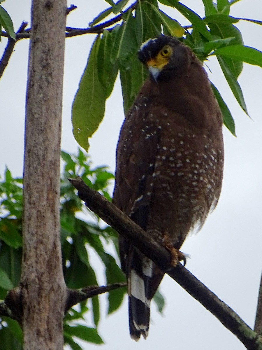 Crested Serpent-Eagle - ML609312337
