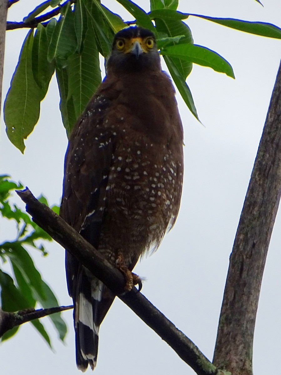Crested Serpent-Eagle - ML609312338
