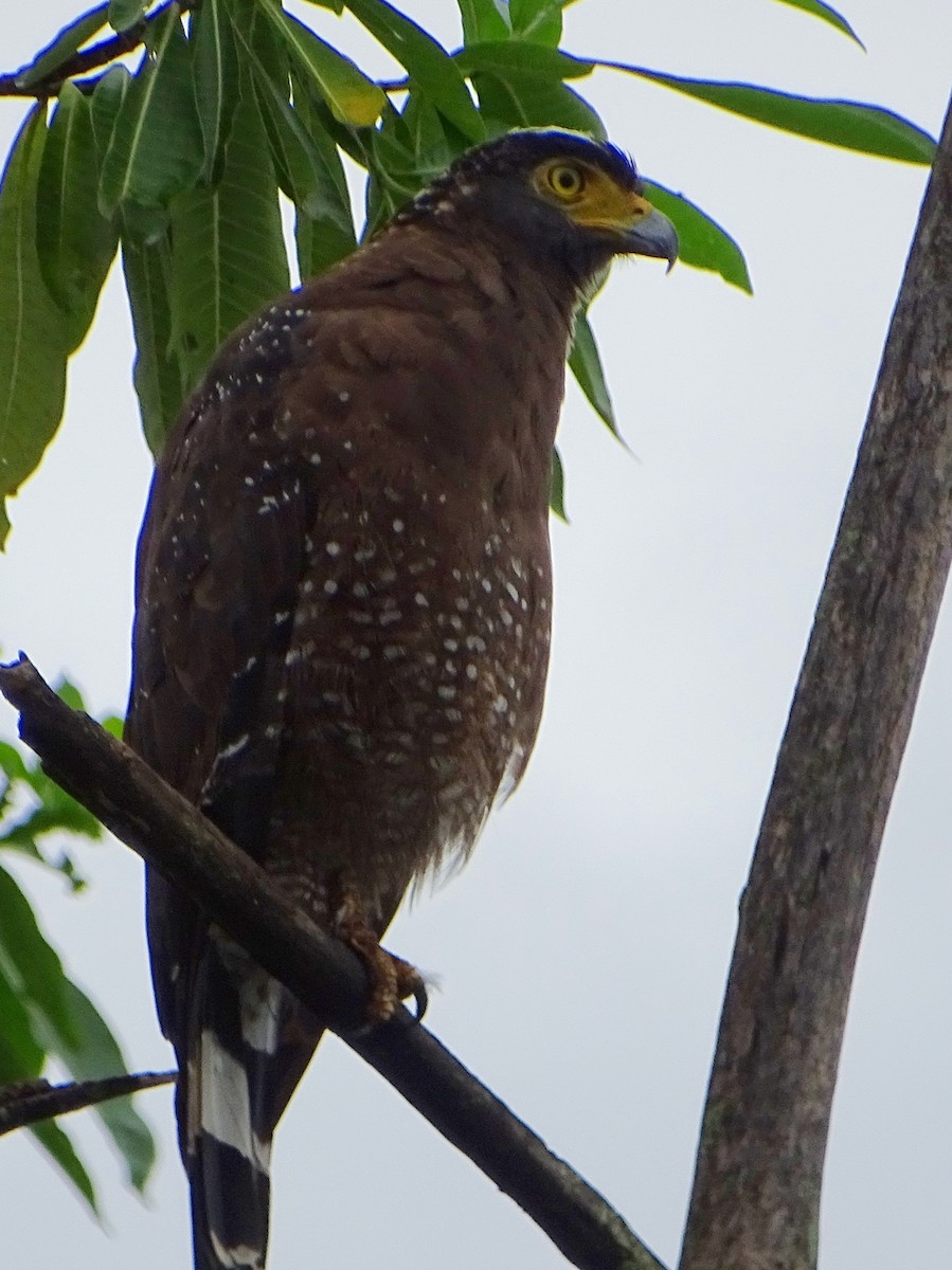 Crested Serpent-Eagle - ML609312339