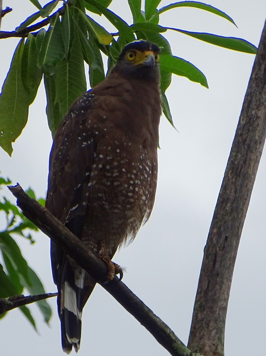 Crested Serpent-Eagle - ML609312340