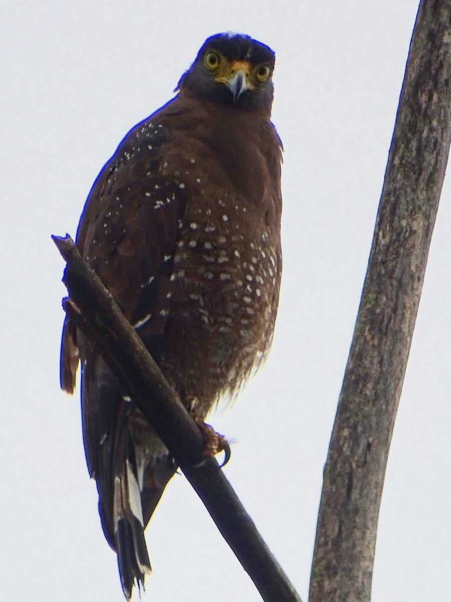 Crested Serpent-Eagle - ML609312341