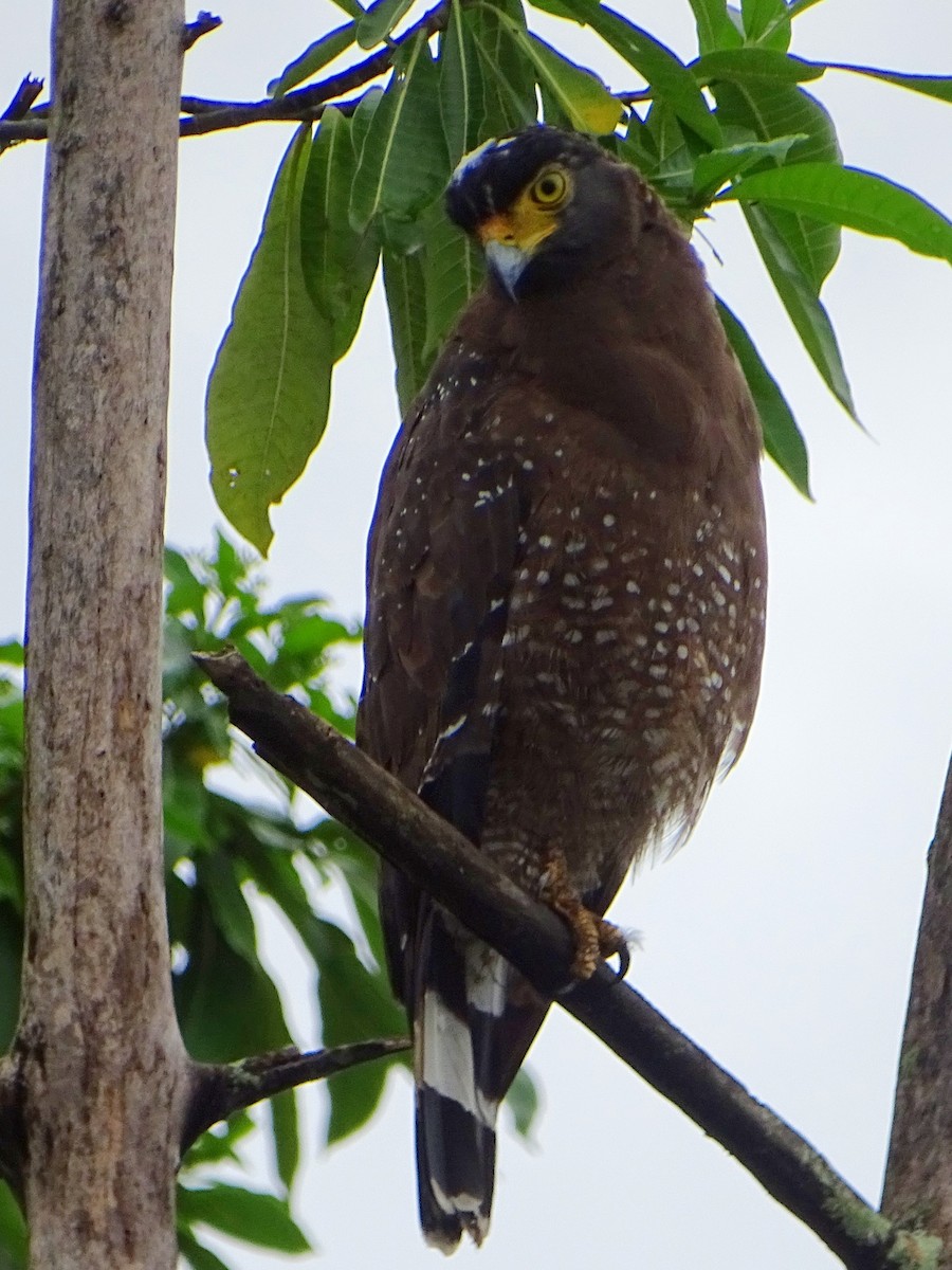 Crested Serpent-Eagle - ML609312342