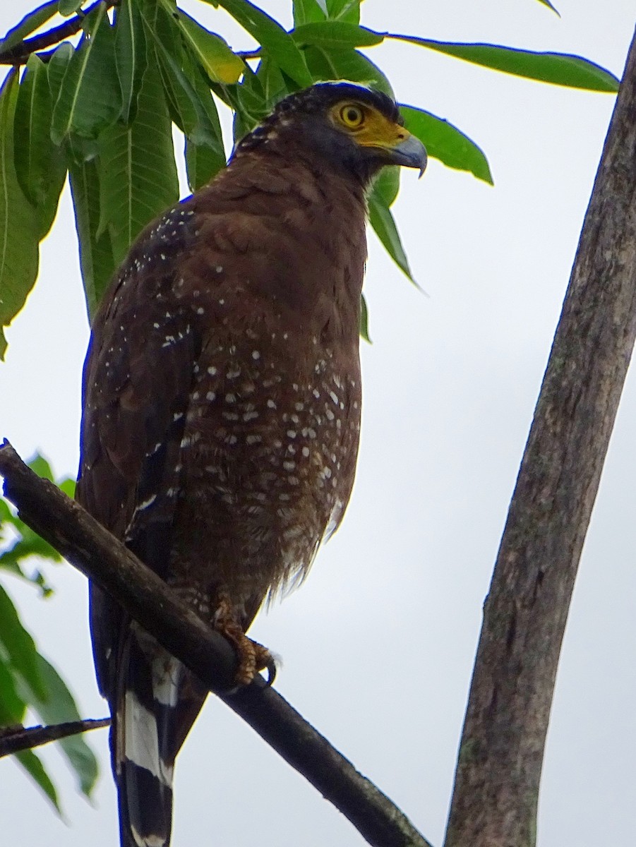 Crested Serpent-Eagle - ML609312343