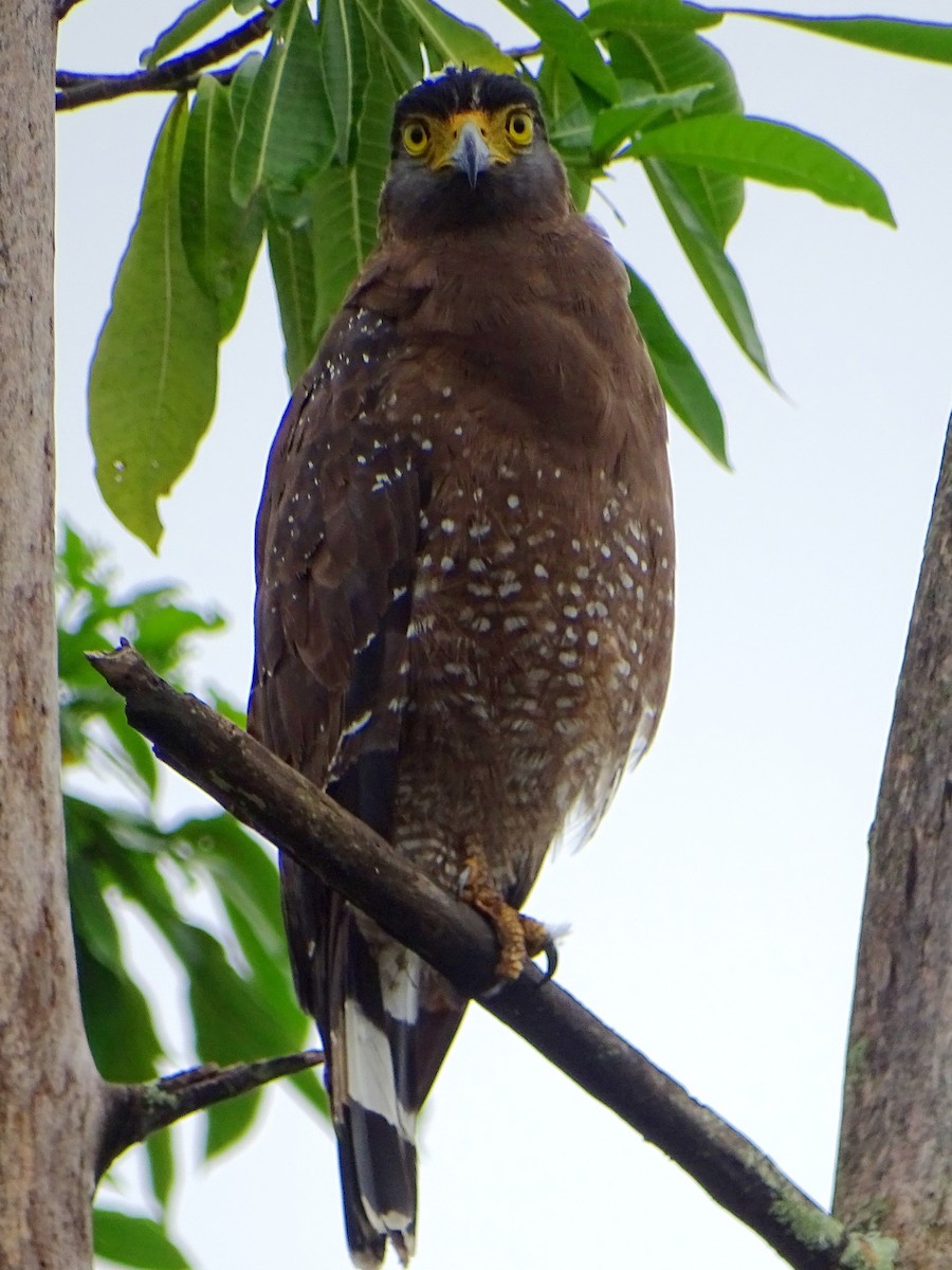 Crested Serpent-Eagle - ML609312346
