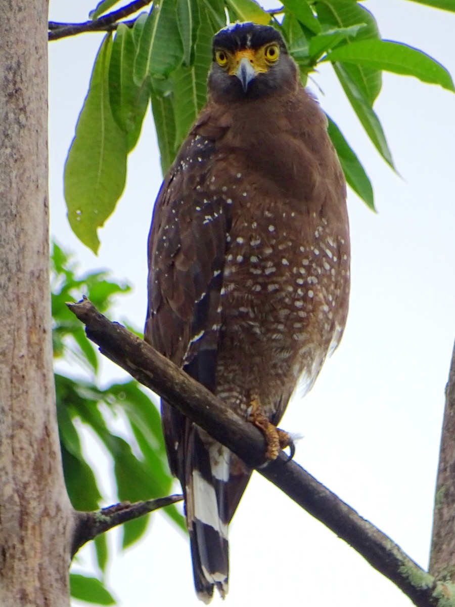 Crested Serpent-Eagle - ML609312347