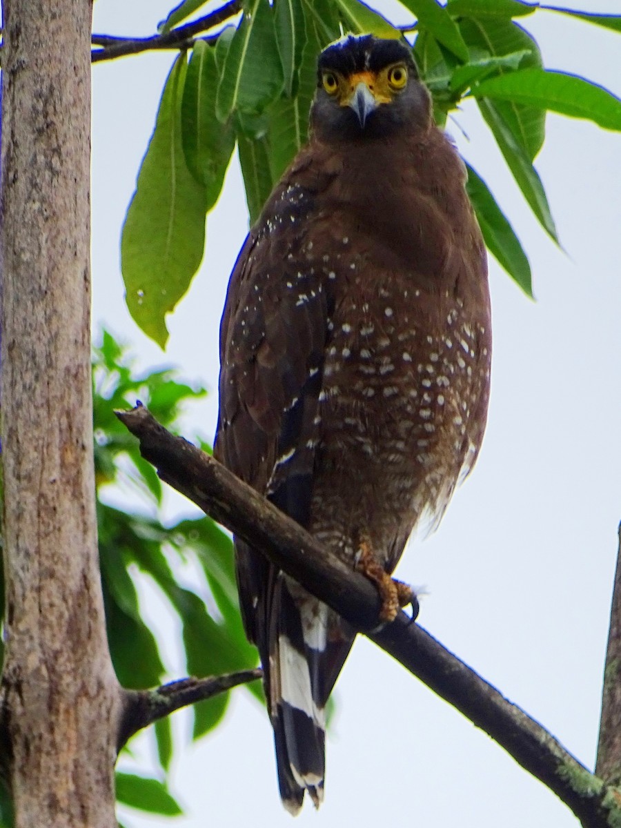 Crested Serpent-Eagle - ML609312348