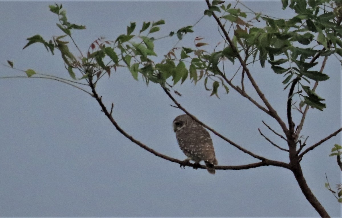 Spotted Owlet - ML609312350
