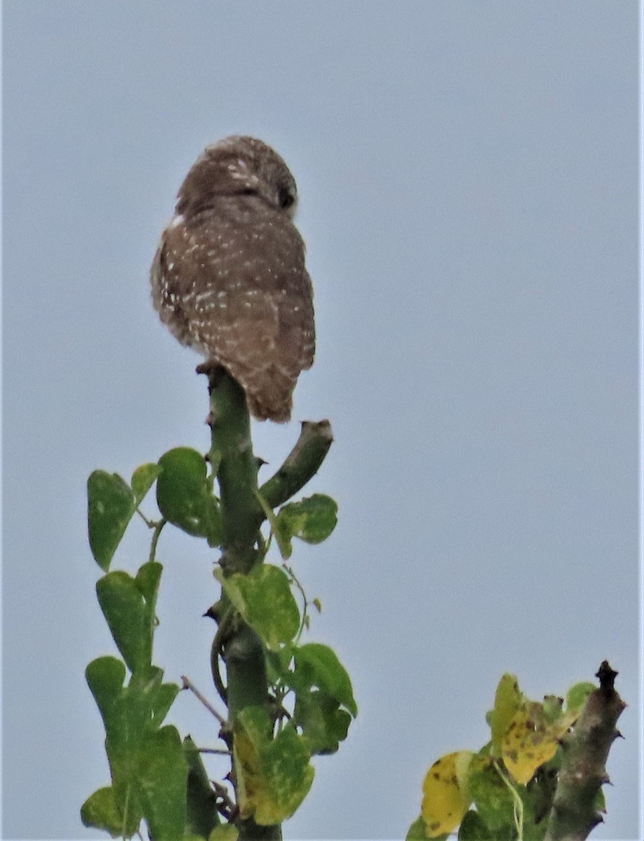 Spotted Owlet - ML609312351