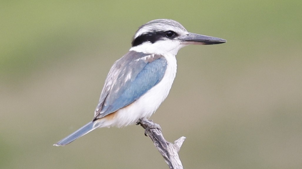 Red-backed Kingfisher - ML609312392