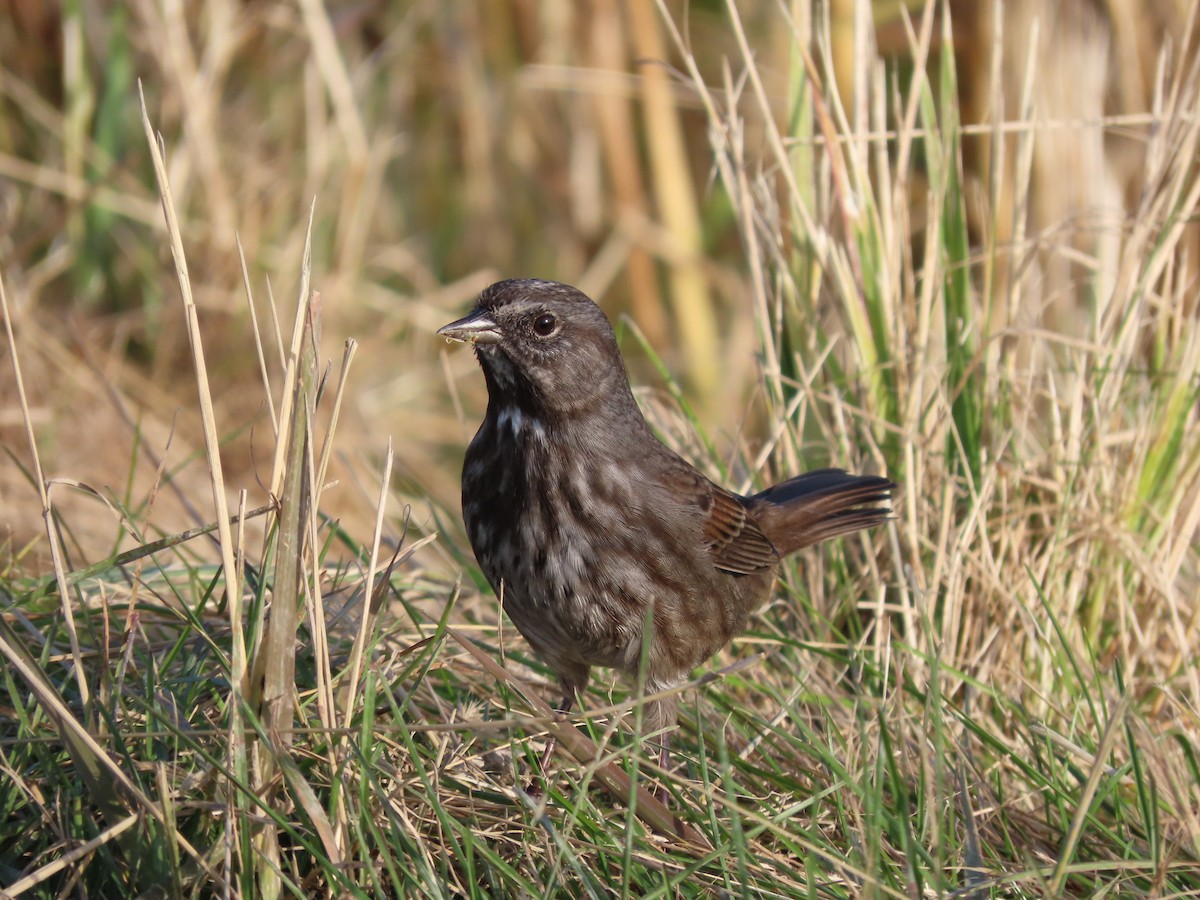 Alaska Ebird Checklist 26 Sep 2023 Kenai Flats Sea Catch Dr And Cannery Rd 12 Species