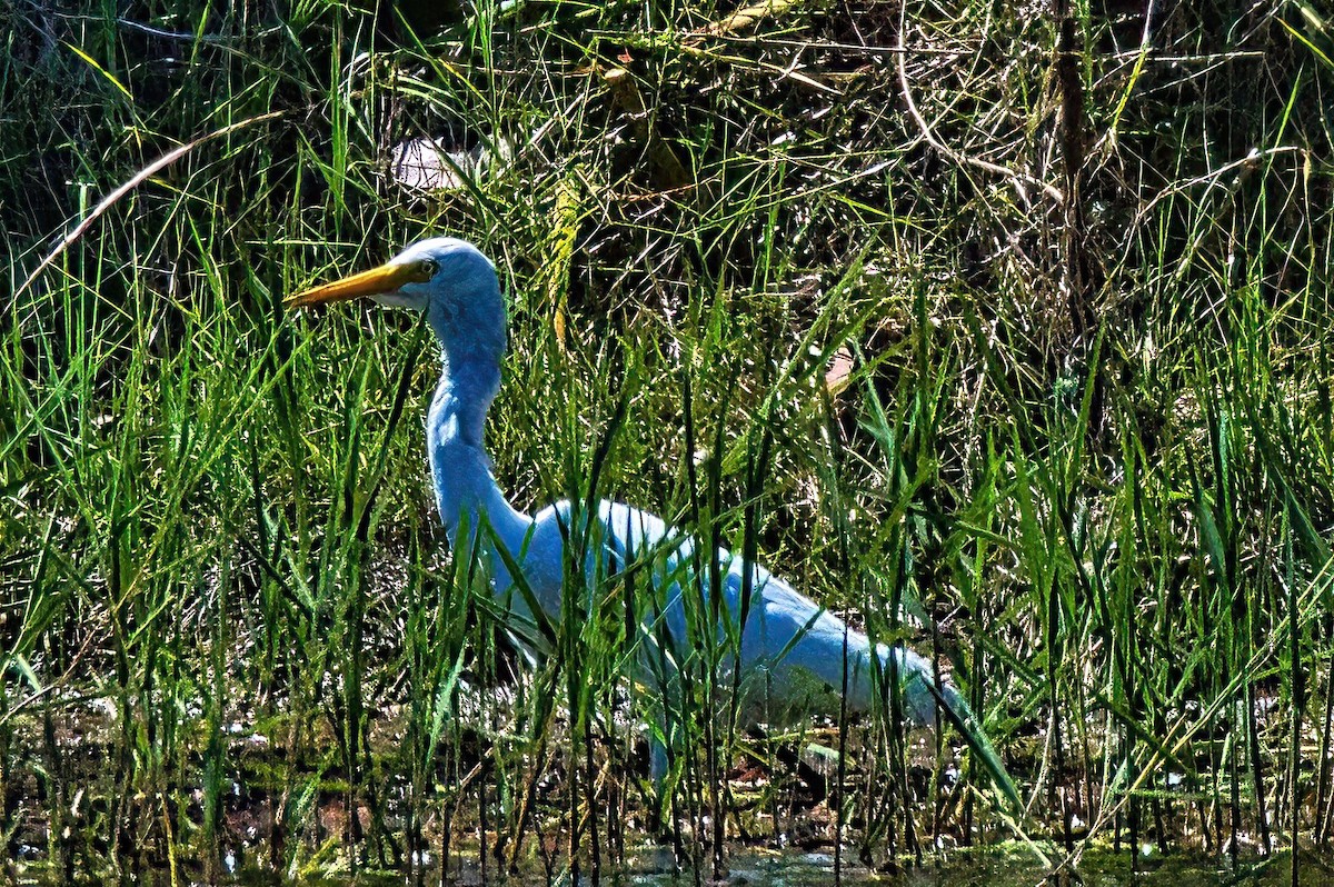 Intermediate Egret - ML609312432
