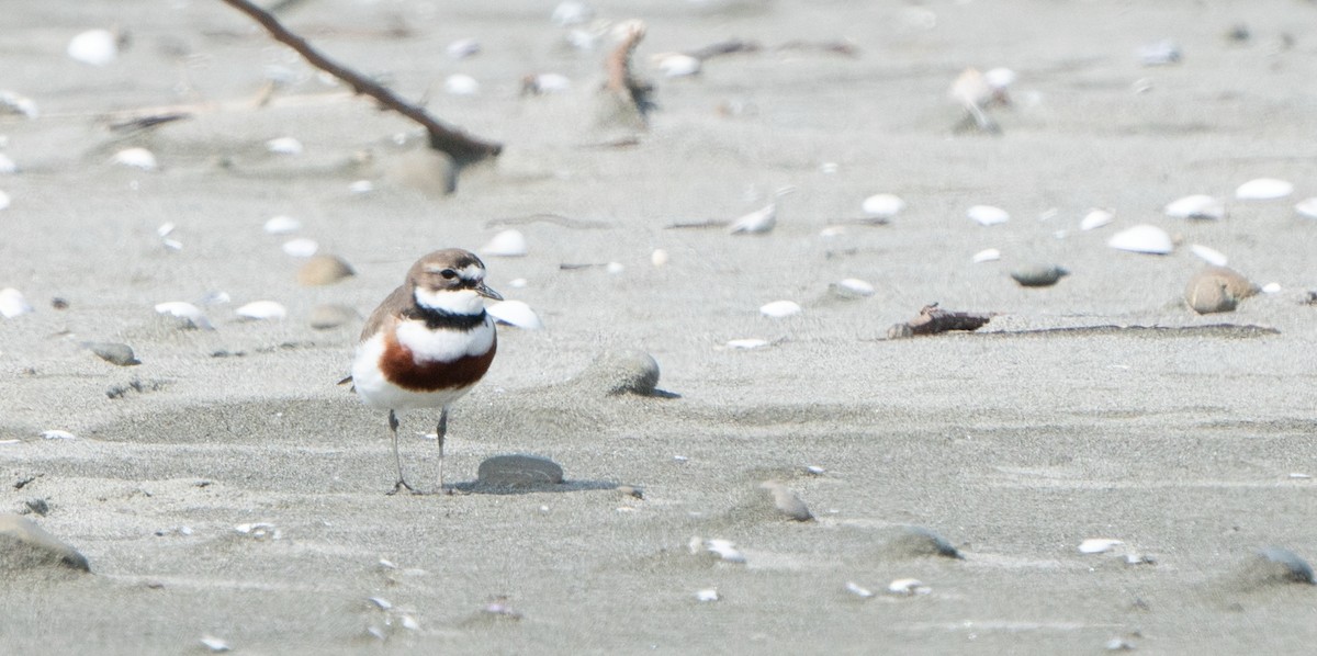 Double-banded Plover - ML609312434