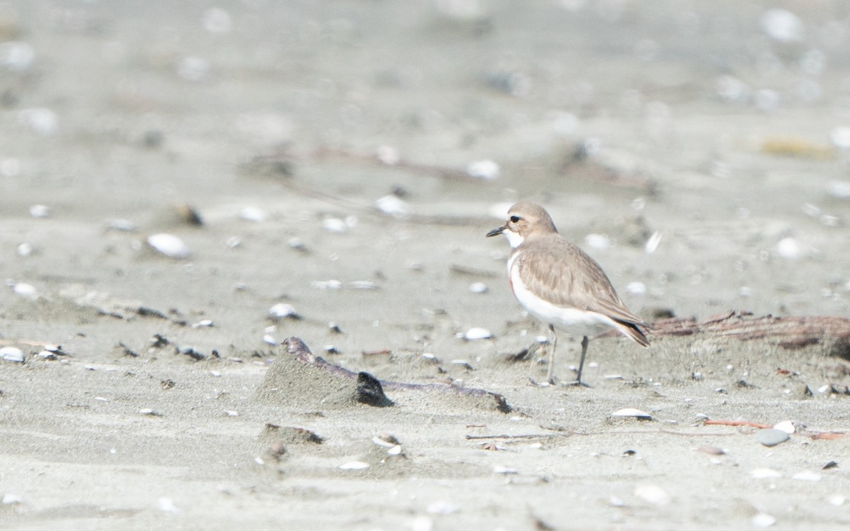 Double-banded Plover - ML609312435
