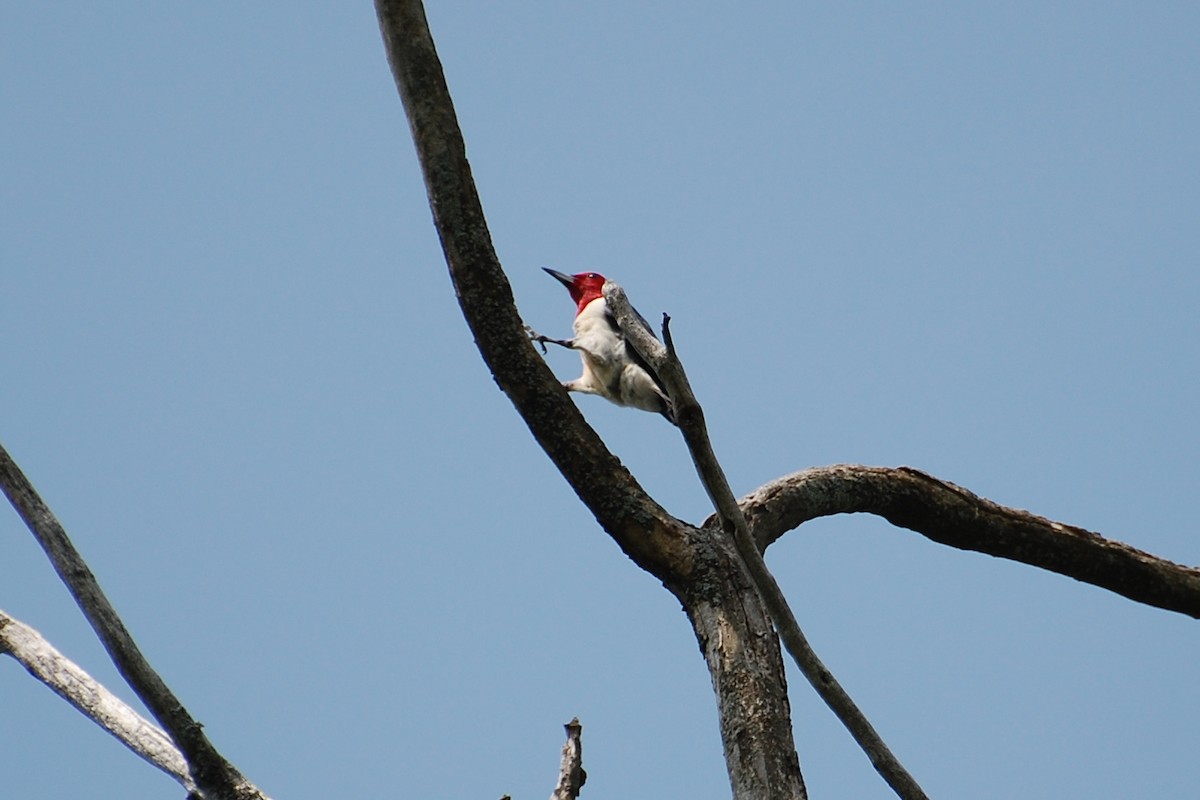 Red-headed Woodpecker - ML609312447
