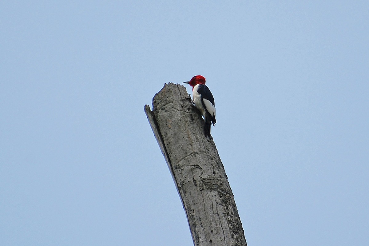 Red-headed Woodpecker - ML609312448