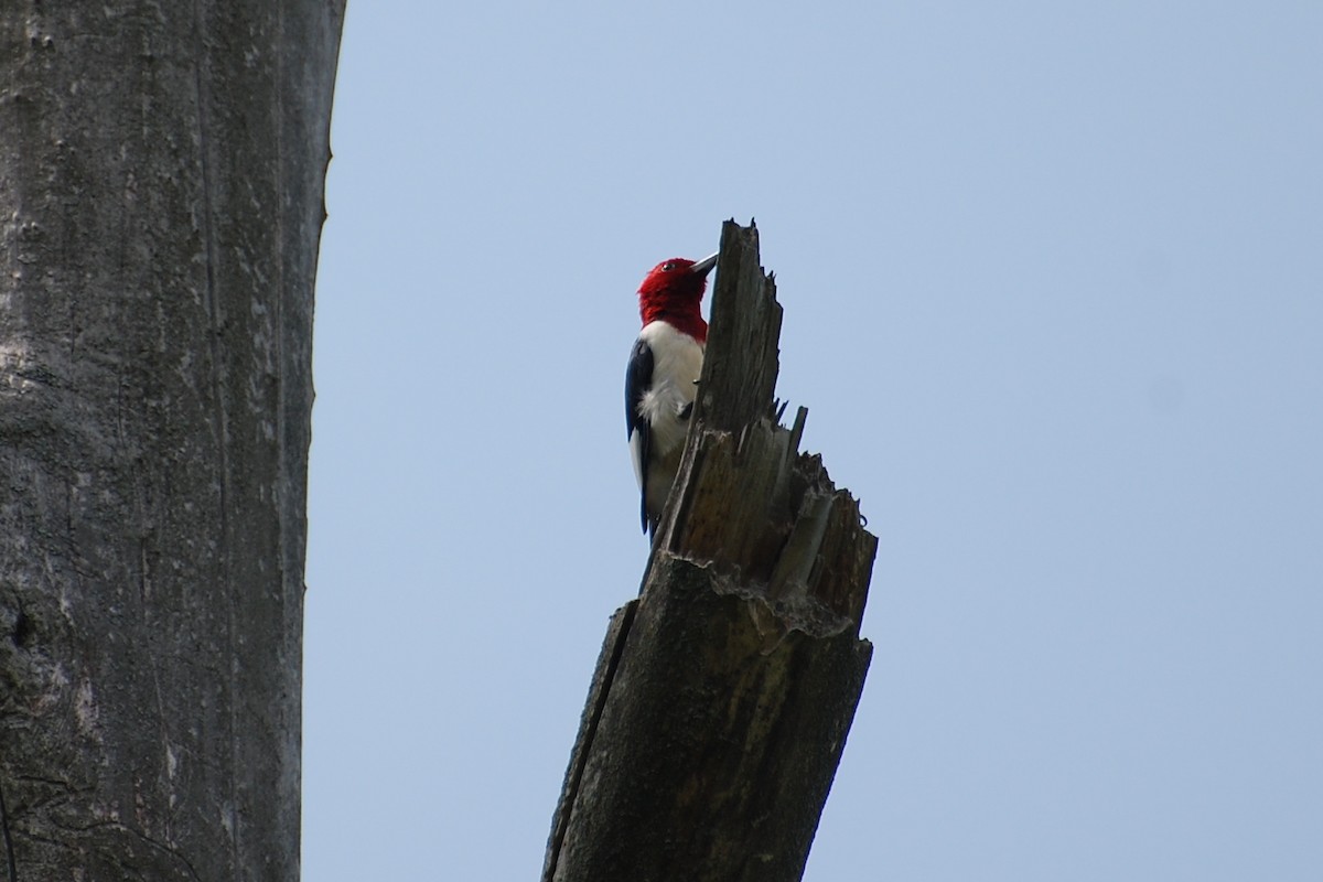 Red-headed Woodpecker - ML609312449