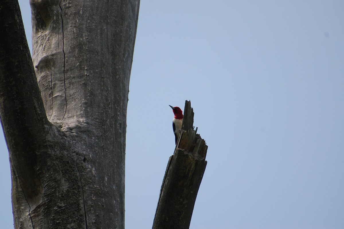 Red-headed Woodpecker - ML609312450