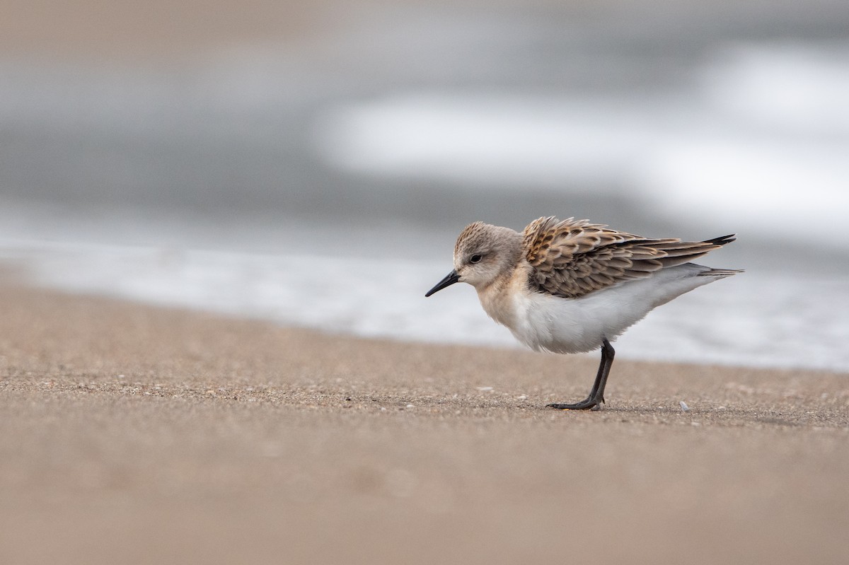 Red-necked Stint - ML609312457