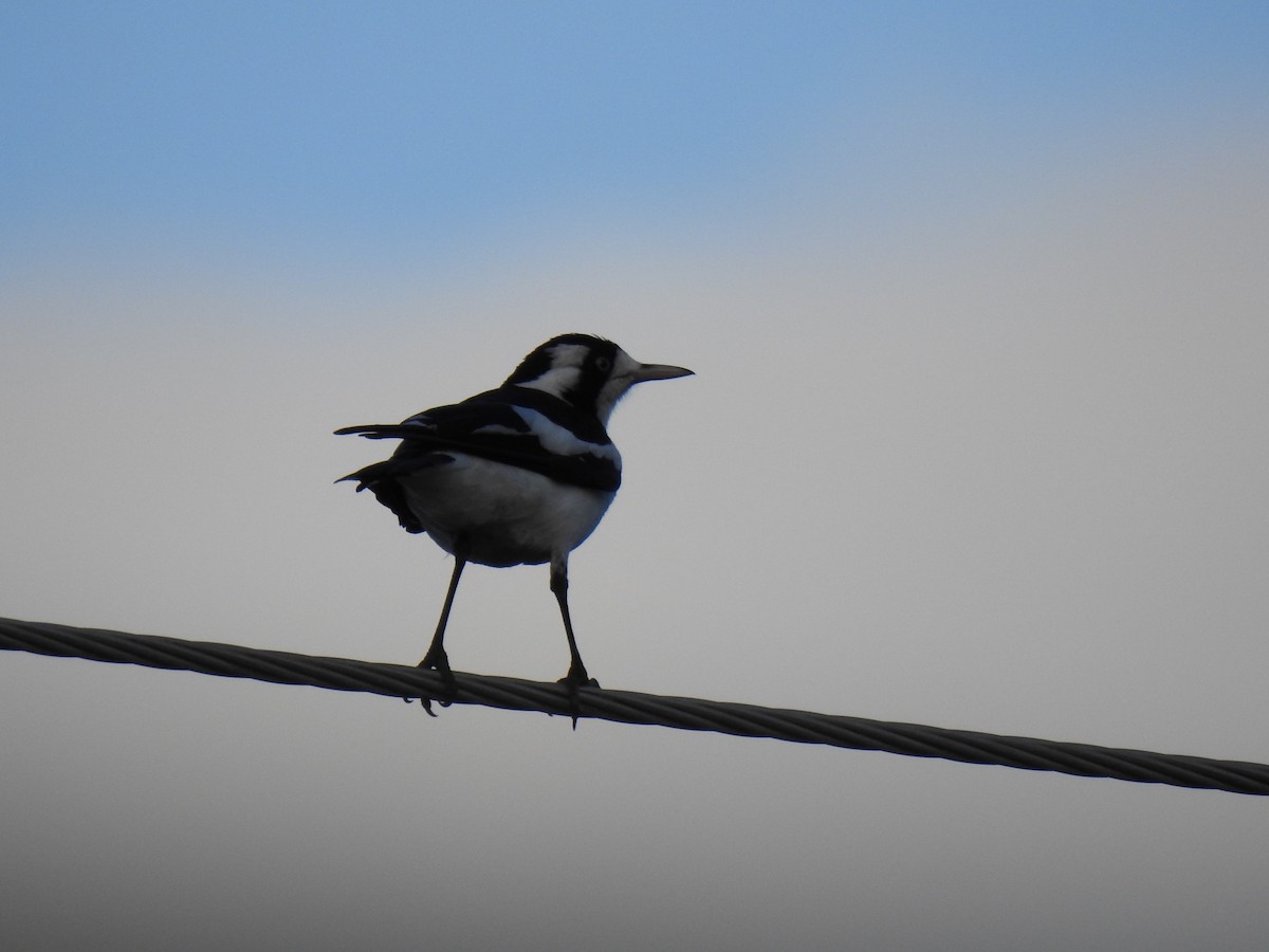 Magpie-lark - ML609312459
