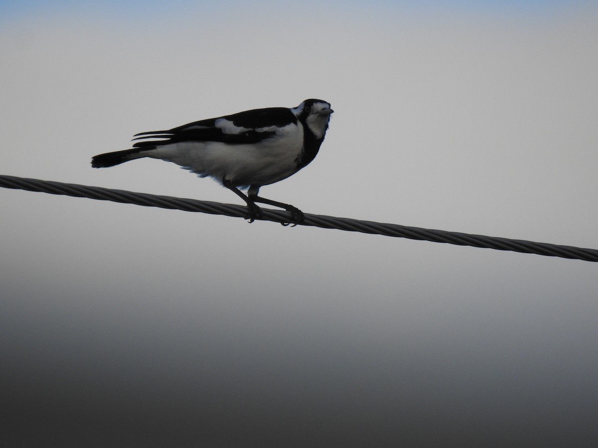 Magpie-lark - ML609312460