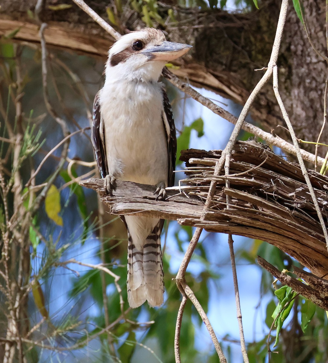 Laughing Kookaburra - ML609312464