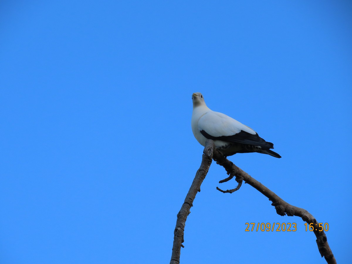 Torresian Imperial-Pigeon - ML609312574